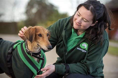 Dogs Rehoming & Dog Rescue Charity .